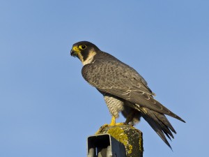 Falco pellegrino